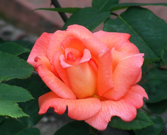 Cherish photo che2013_06090020_zpscd288055.jpg